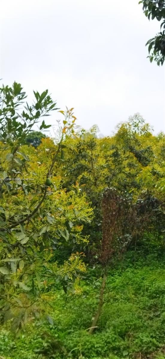 f3b61b38-8 Armenia-Quindio, FL — #A11529028